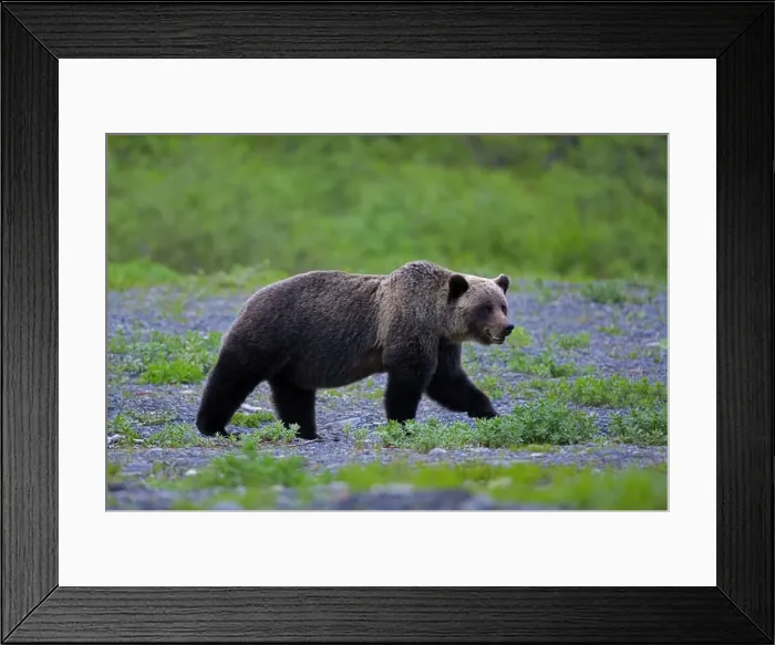 Framed Print : Picture No. 10870513 Framed Print : Picture No. 10870513