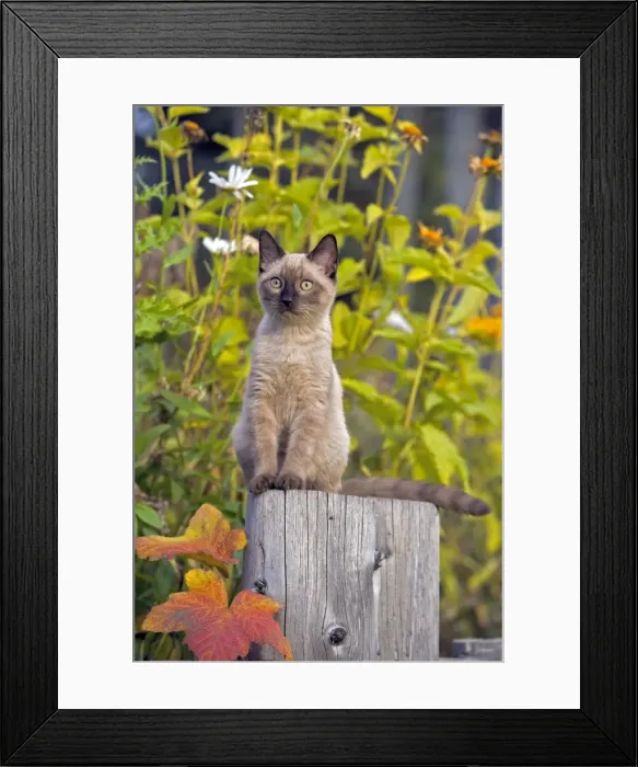 Framed Print : Picture No. 10870519 Framed Print : Picture No. 10870519