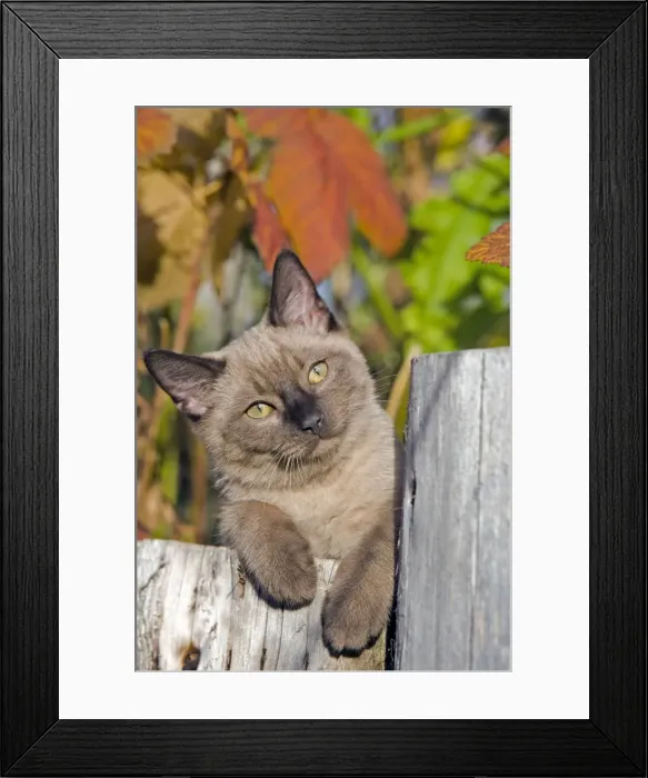 Framed Print : Picture No. 10870521 Framed Print : Picture No. 10870521