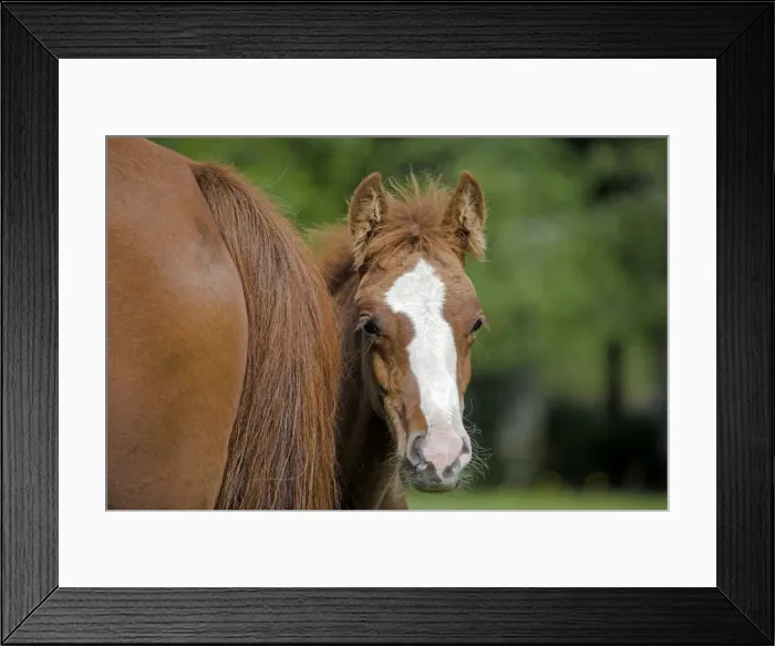 Framed Print : Picture No. 10870520 Framed Print : Picture No. 10870520