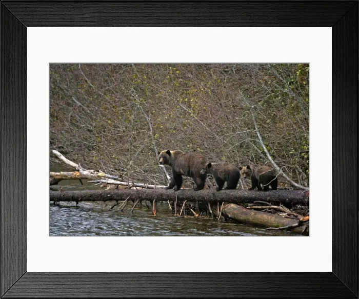 Framed Print : Picture No. 10870516 Framed Print : Picture No. 10870516