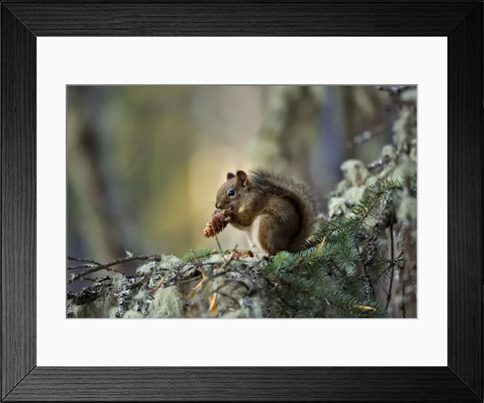 Framed Print : Picture No. 10870517 Framed Print : Picture No. 10870517