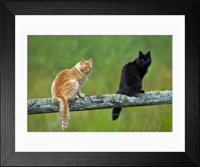 Framed Print : Picture No. 10870526 Framed Print : Picture No. 10870526