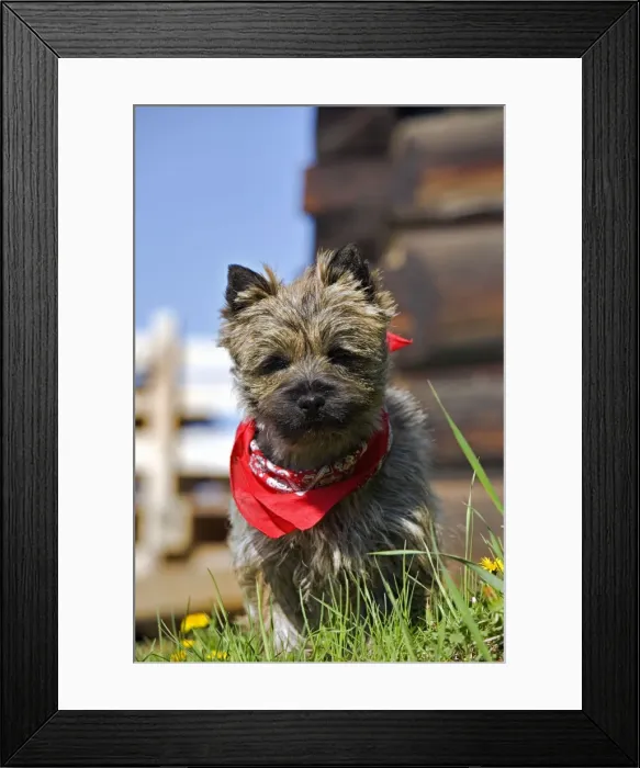 Framed Print : Picture No. 10870528 Framed Print : Picture No. 10870528