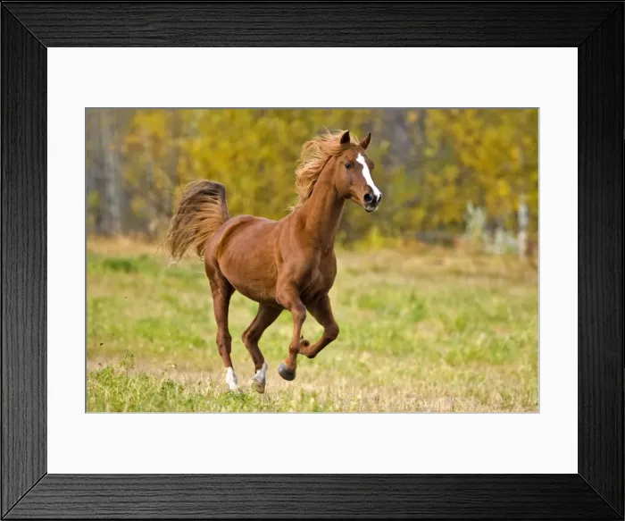 Framed Print : Picture No. 10870522 Framed Print : Picture No. 10870522