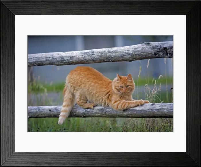 Framed Print : Picture No. 10870530