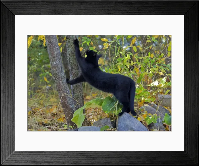Framed Print : Picture No. 10870527 Framed Print : Picture No. 10870527