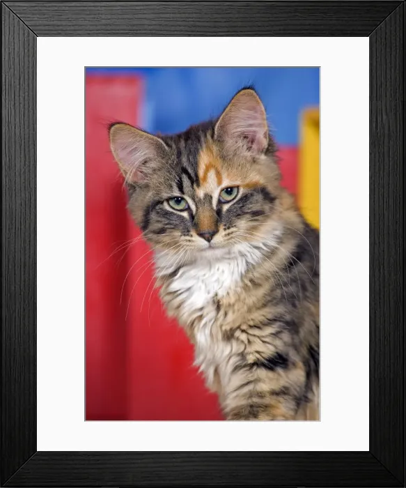 Framed Print : Picture No. 10870531 Framed Print : Picture No. 10870531