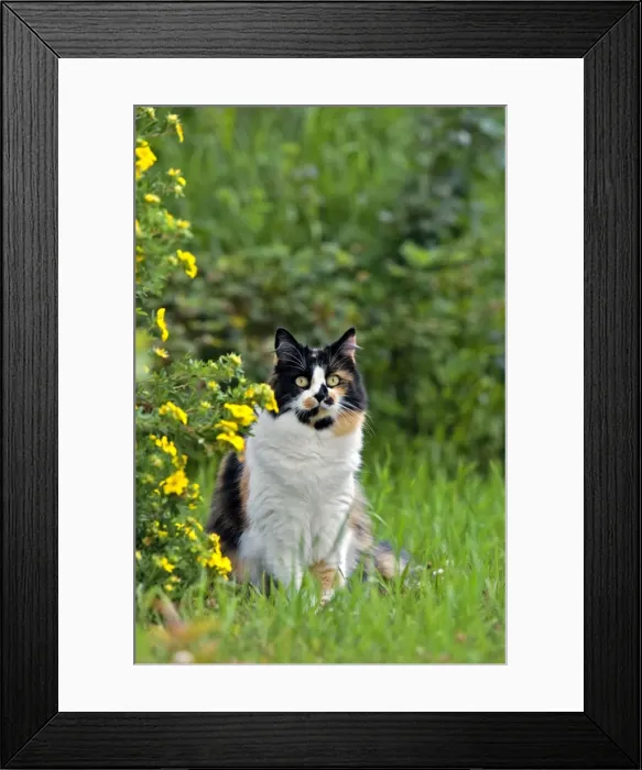 Framed Print : Picture No. 10870524 Framed Print : Picture No. 10870524