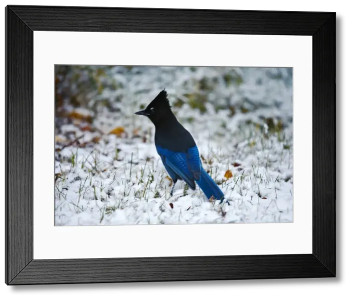 Framed Print : Picture No. 10870532 Framed Print : Picture No. 10870532