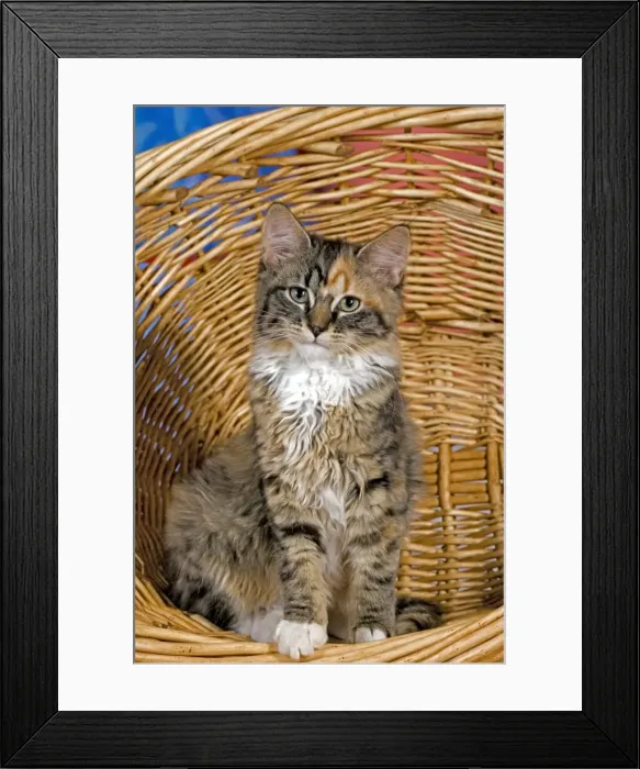 Framed Print : Picture No. 10870529 Framed Print : Picture No. 10870529