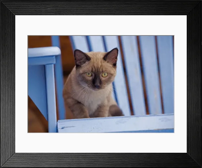 Framed Print : Picture No. 10870536 Framed Print : Picture No. 10870536