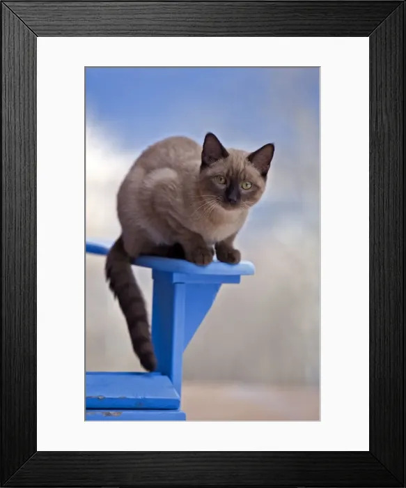 Framed Print : Picture No. 10870537 Framed Print : Picture No. 10870537