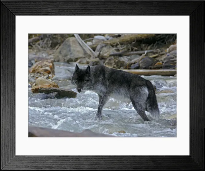 Framed Print : Picture No. 10870539 Framed Print : Picture No. 10870539