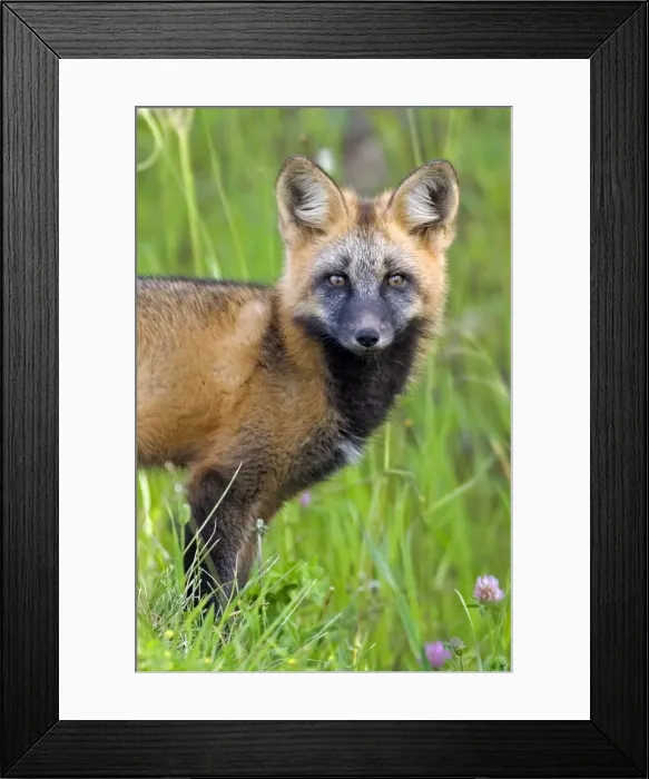 Framed Print : Picture No. 10870533