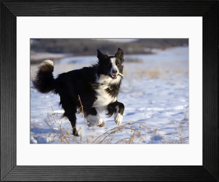 Framed Print : Picture No. 10870540 Framed Print : Picture No. 10870540
