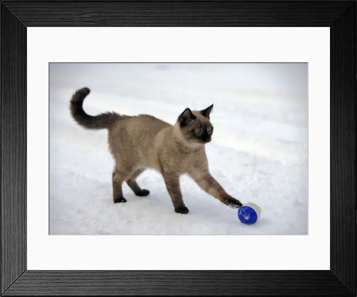 Framed Print : Picture No. 10870541 Framed Print : Picture No. 10870541