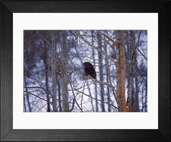 Framed Print : Picture No. 10870543 Framed Print : Picture No. 10870543