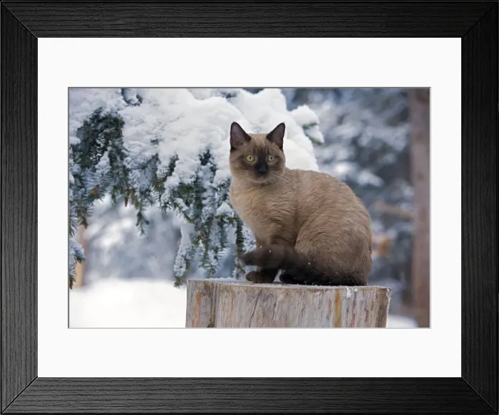 Framed Print : Picture No. 10870545 Framed Print : Picture No. 10870545