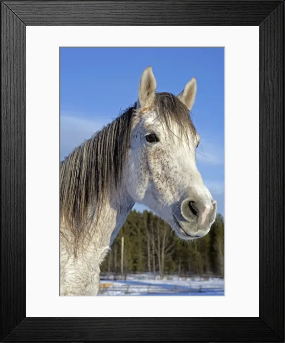 Framed Print : Picture No. 10870538 Framed Print : Picture No. 10870538