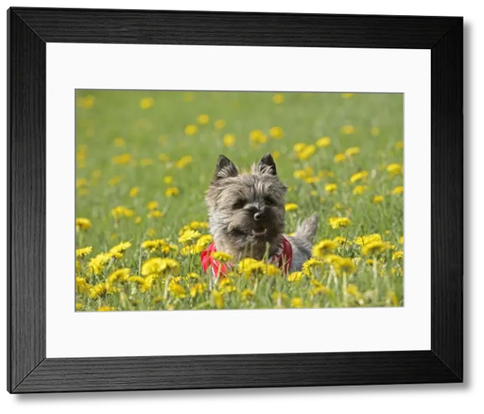 Framed Print : Picture No. 10870549 Framed Print : Picture No. 10870549