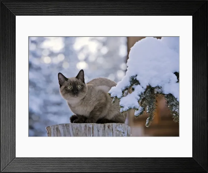 Framed Print : Picture No. 10870544 Framed Print : Picture No. 10870544