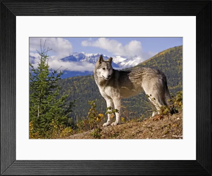 Framed Print : Picture No. 10870551 Framed Print : Picture No. 10870551