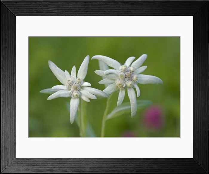 Framed Print : Picture No. 10870554 Framed Print : Picture No. 10870554
