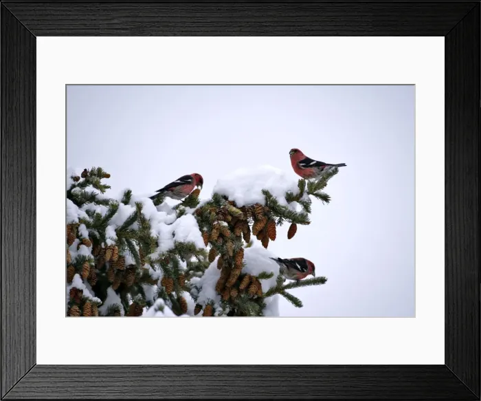 Framed Print : Picture No. 10870552 Framed Print : Picture No. 10870552