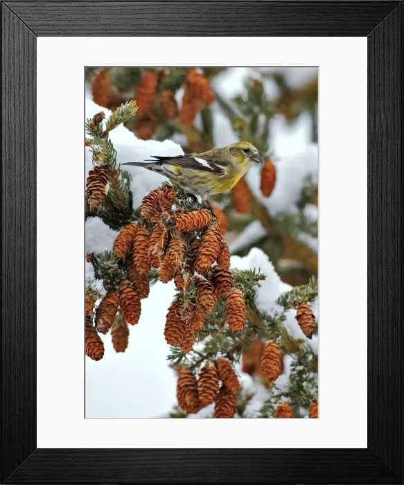 Framed Print : Picture No. 10870553 Framed Print : Picture No. 10870553