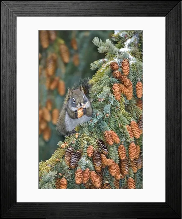 Framed Print : Picture No. 10870556 Framed Print : Picture No. 10870556