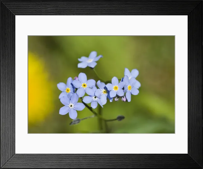 Framed Print : Picture No. 10870555 Framed Print : Picture No. 10870555