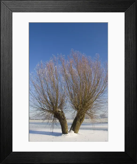 Framed Print : Picture No. 10870564 Framed Print : Picture No. 10870564