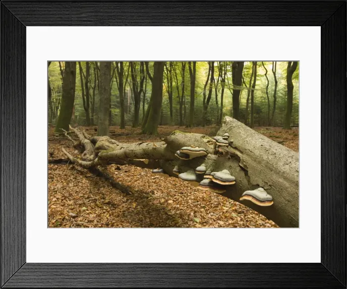 Framed Print : Picture No. 10870562 Framed Print : Picture No. 10870562