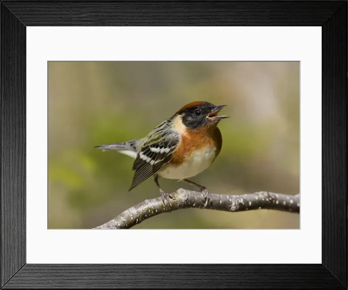 Framed Print : Picture No. 10870583 Framed Print : Picture No. 10870583