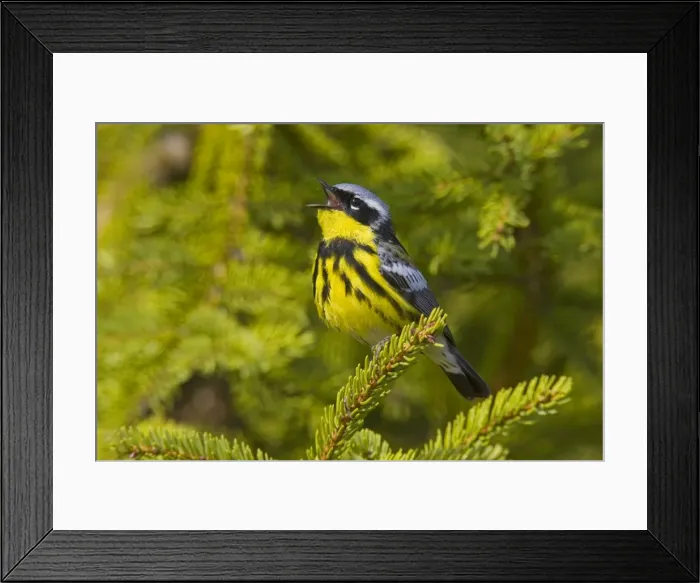 Framed Print : Picture No. 10870584 Framed Print : Picture No. 10870584