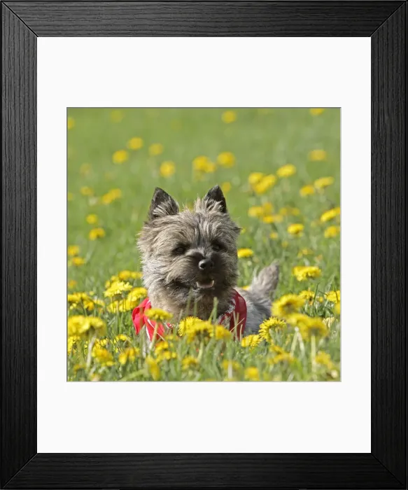 Framed Print : Picture No. 10870589 Framed Print : Picture No. 10870589