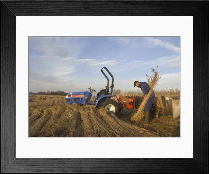 Framed Print : Picture No. 10870578