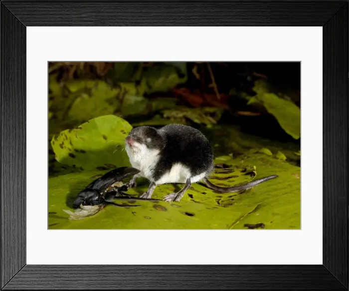 Framed Print : Picture No. 10870609 Framed Print : Picture No. 10870609