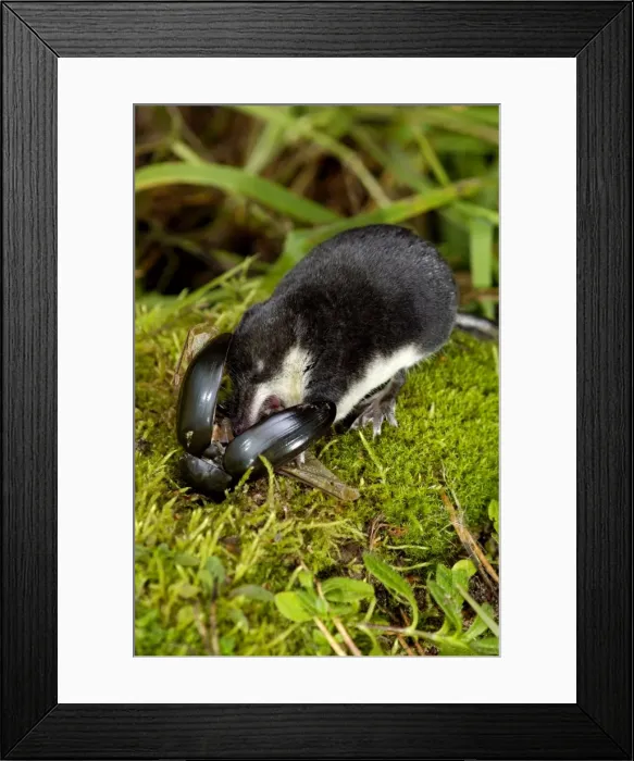 Framed Print : Picture No. 10870603 Framed Print : Picture No. 10870603