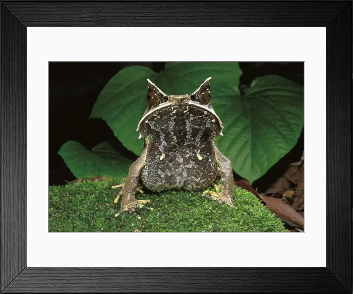 Framed Print : Picture No. 10870710 Framed Print : Picture No. 10870710