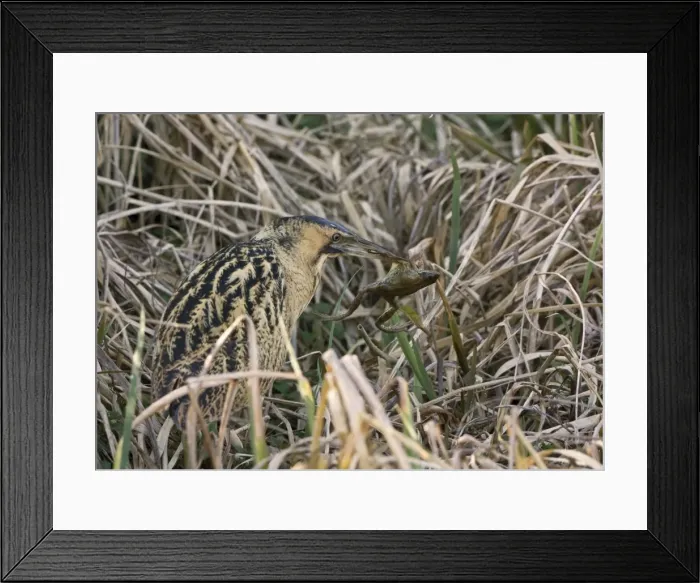 Framed Print : Picture No. 10870759 Framed Print : Picture No. 10870759