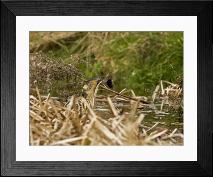 Framed Print : Picture No. 10870760 Framed Print : Picture No. 10870760