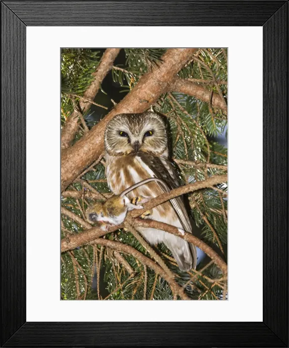 Framed Print : Picture No. 10870992 Framed Print : Picture No. 10870992