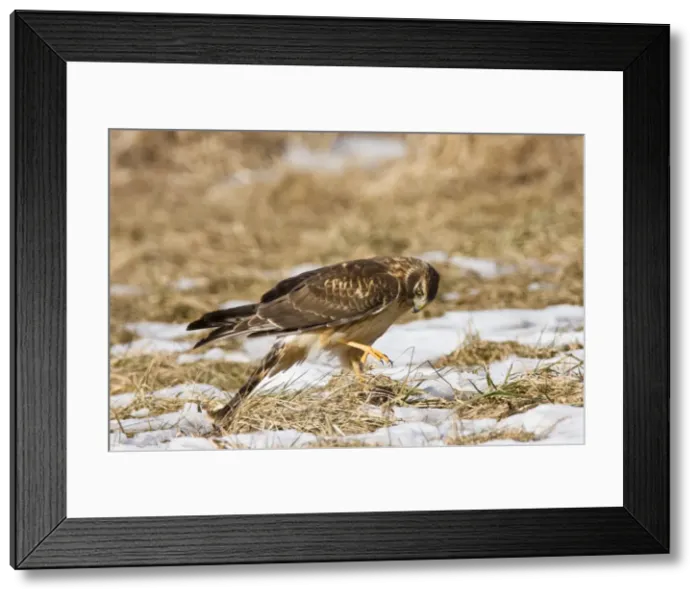 Framed Print : Picture No. 10870934 Framed Print : Picture No. 10870934