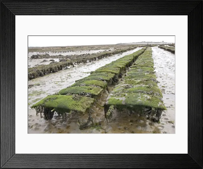Framed Print : Picture No. 10871070 Framed Print : Picture No. 10871070