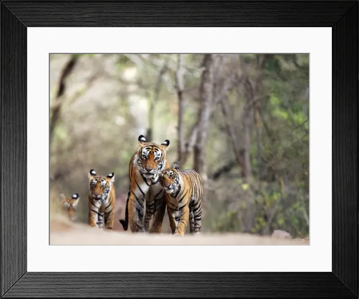 Framed Print : Picture No. 10871145