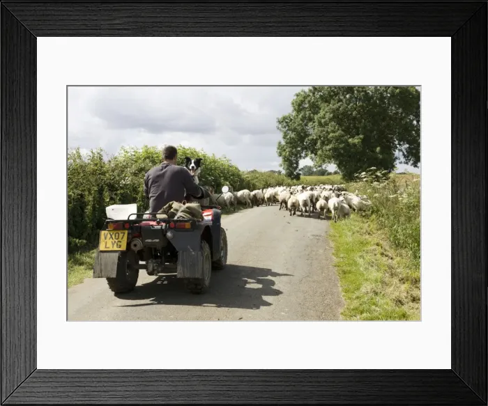 Framed Print : Picture No. 10871135 Framed Print : Picture No. 10871135