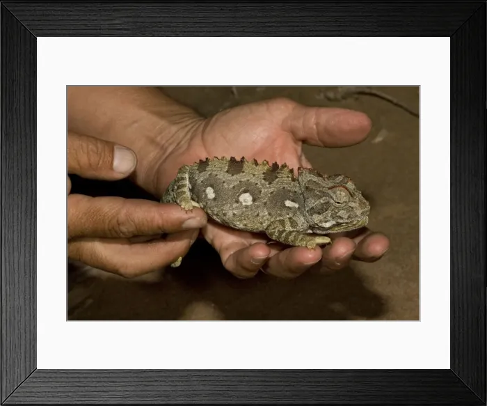 Framed Print : Picture No. 10871633 Framed Print : Picture No. 10871633
