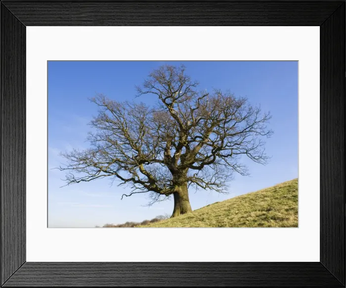 Framed Print : Picture No. 10871744 Framed Print : Picture No. 10871744